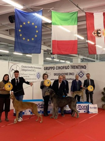 Rovereto NDS and Trento IDS  Charles dei Mangialupi got BOB and BOG 1st both days, Urania dei Mangialupi from junior class got BOS both days.