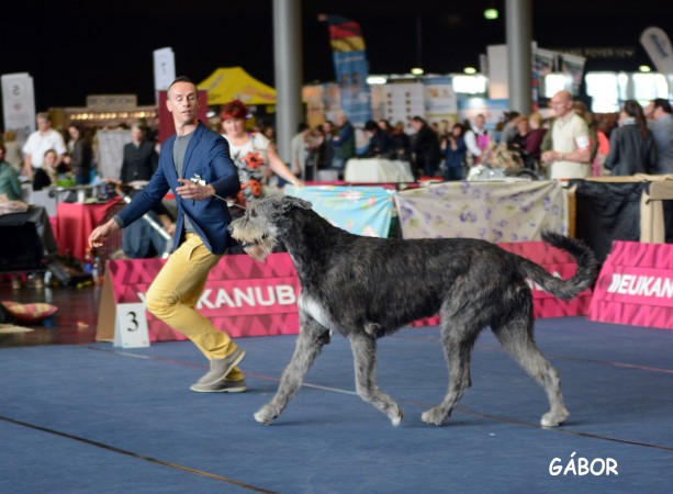 Salzburg International Dog show Will Scarlet completed the Austrian Championship