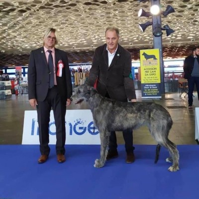 Savona & Genova Dog Show 2019 - Urania dei Mangialupi got BOB both days