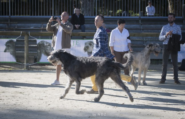 Sighthound Club Show Specialty Pompadour (FR)