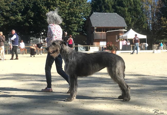 Sighthound Club Show Specialty Pompadour (FR)