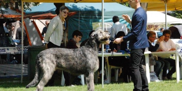 Sighthound club speciality at Padenghe Del Garda Italy -Springtime Club Show with CAC