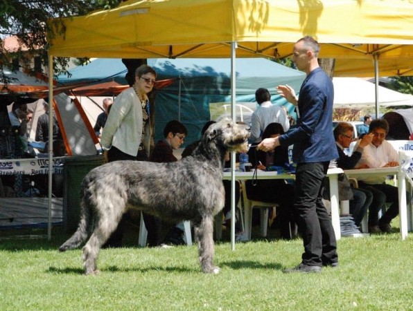 Sighthound club speciality at Padenghe Del Garda Italy -Springtime Club Show with CAC