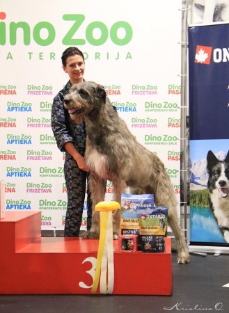 Sighthound speciality show Latvia 27.10.2019 Dwarfs Valley Pascal (Will Scarlet Dei Mangialupi x Dwarfs Valley On The Wings Of Wind) got BOB and BIS 3