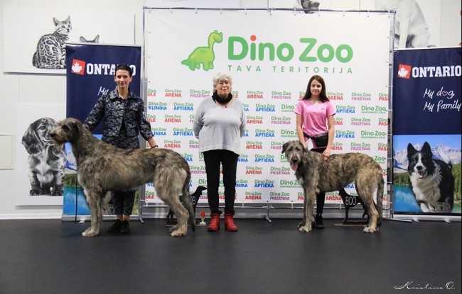 Sighthound speciality show Latvia 27.10.2019 Dwarfs Valley Pascal (Will Scarlet Dei Mangialupi x Dwarfs Valley On The Wings Of Wind) got BOB and BIS 3