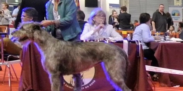 Sighthound Specialty International Dog Show Douai 2016 – France  JUDÉLIE Des COEURS De LUNE