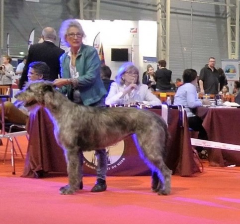 Sighthound Specialty International Dog Show Douai 2016 – France  JUDÉLIE Des COEURS De LUNE