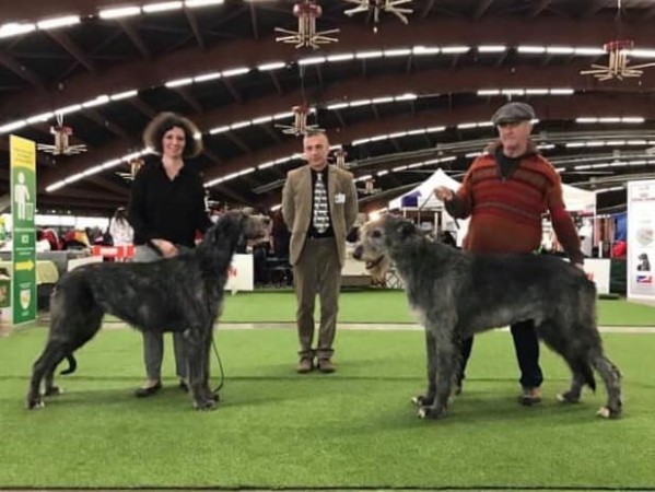 Sighthound Specialty Perpignan France - RALIE Noor Of Muma  (40 entries) got CAC CACIB and BOB