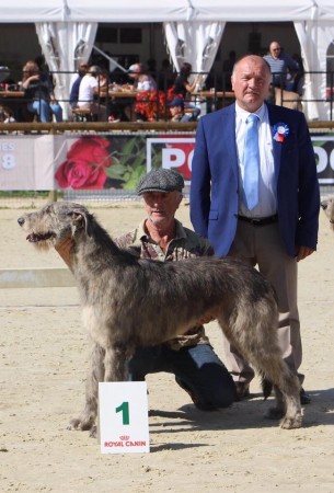 Sighthound Specialty Pompadour  - Du Cerbat results