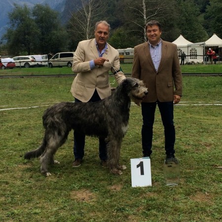 Sighthound Specialty – Raduno Levrieri Lostallo (CH)  Will Scarlet got BEST IN SHOW