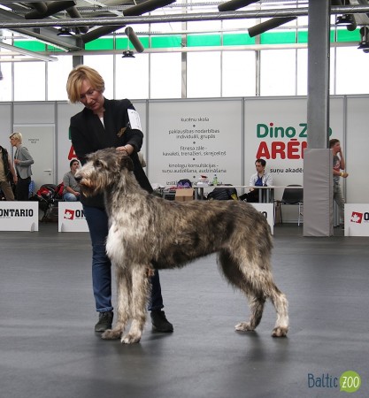 Specialty Dog Show – Latvia  May, 12 Dwarfs Valley P Litter results