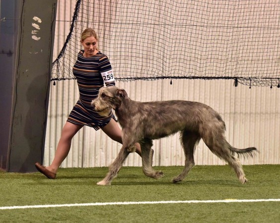 United Kennel Club Limited Breed Show   Number 1 Irish Wolfhound Puppy in Canada Gypsy  - Three Little Birds' Grooving ToThe Music