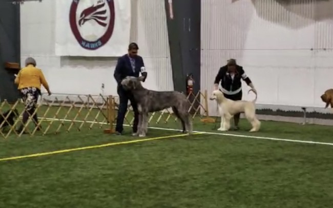 United Kennel Club Specialty Show Quebec - Canada   Three Little Birds' Grooving ToThe Music results
