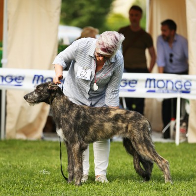 Urania dei Mangialupi wins best baby puppy in hound Specialty in Italy