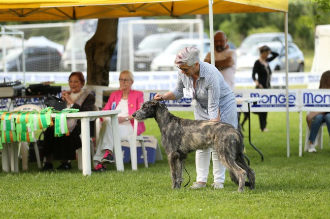 Urania dei Mangialupi wins best baby puppy in hound Specialty in Italy