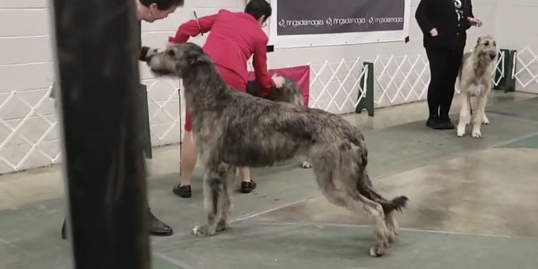 Wildwood kennel club Canada - Castlekeep’s Scarlet Magnolia Friday and Saturday got  two BOB and a cut in group