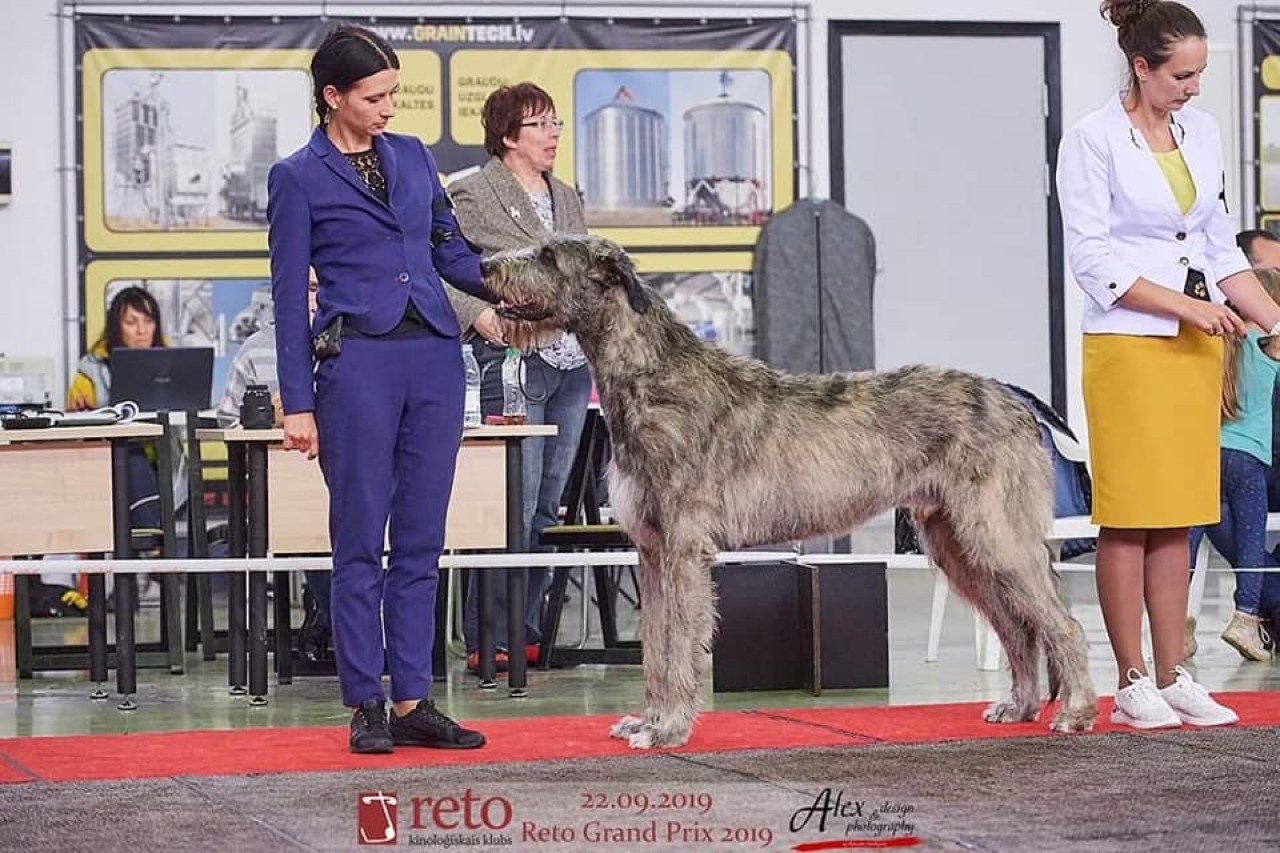 irish wolfhound prix