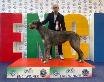 Irish Wolfhound breeders