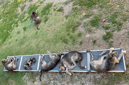 Irish Wolfhound breeders