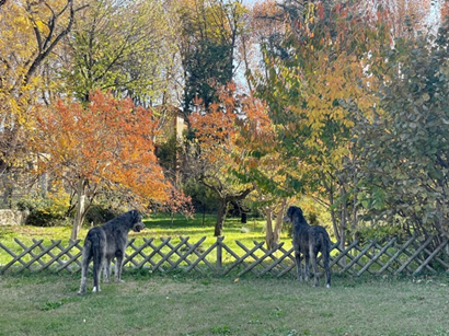 Irish Wolfhound breeders
