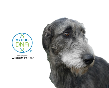 Irish Wolfhound breeders