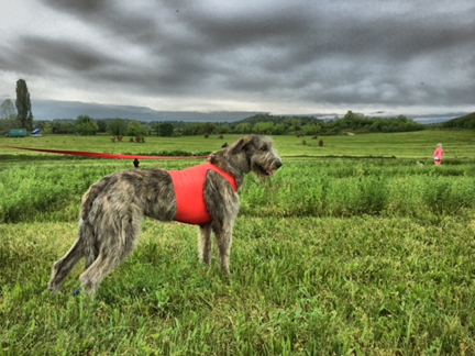 Irish Wolfhound breeders