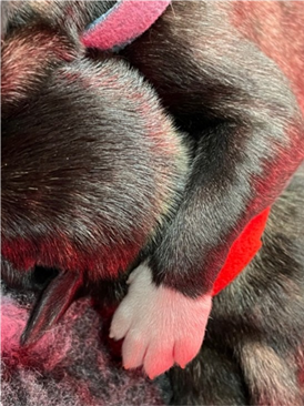irish wolfhound puppies