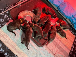 irish wolfhound puppies