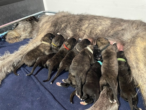 irish wolfhound puppies