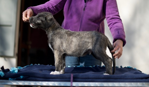 irish wolfhound puppies