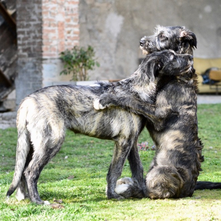 irish wolfhound puppies