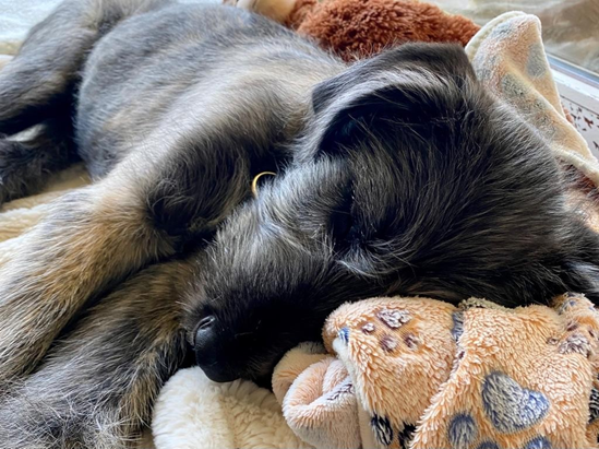 irish wolfhound puppies