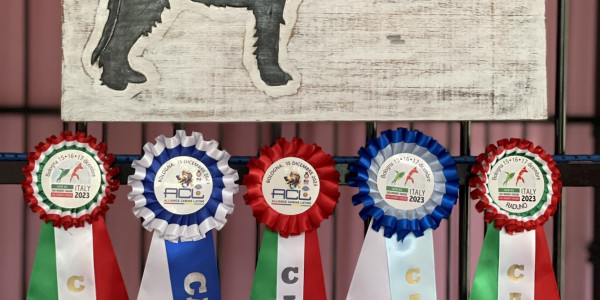 Dog Show Results