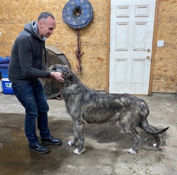 Rockhart Elation - Irish Wolfhound