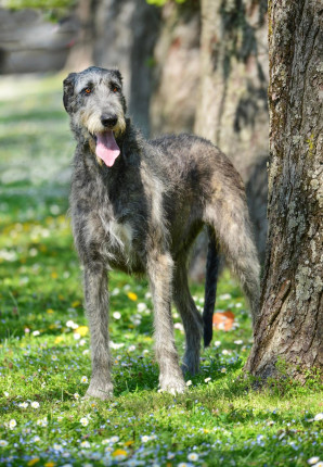 Arkham wolfhounds - shooting by Marco Leonardi