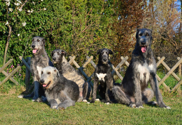 Arkham wolfhounds - shooting by Marco Leonardi