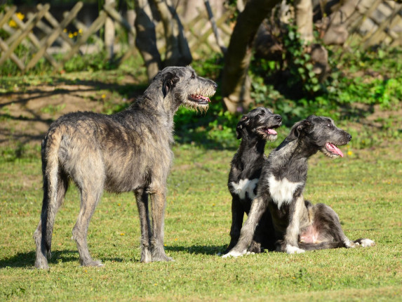 Arkham wolfhounds - shooting by Marco Leonardi