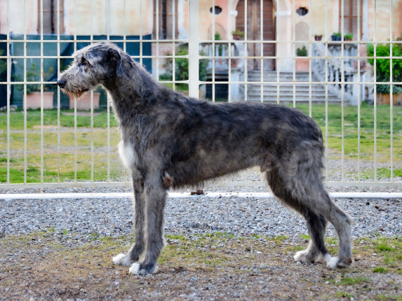 Arkham wolfhounds - shooting by Marco Leonardi