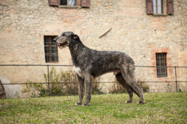Dioniso Della Bassa Pavese
