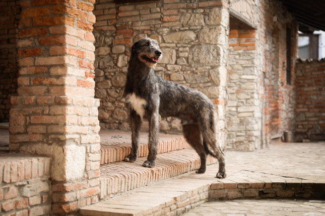 Dioniso Della Bassa Pavese