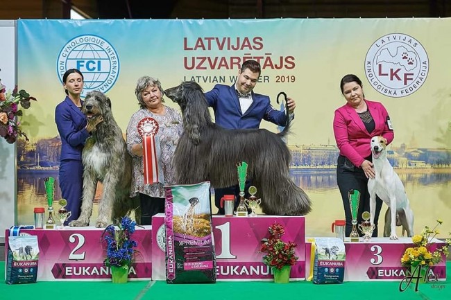 09.06.2019. IDS "Latvian Winner 2019" with Cruft's qualification  Dwarfs Valley results