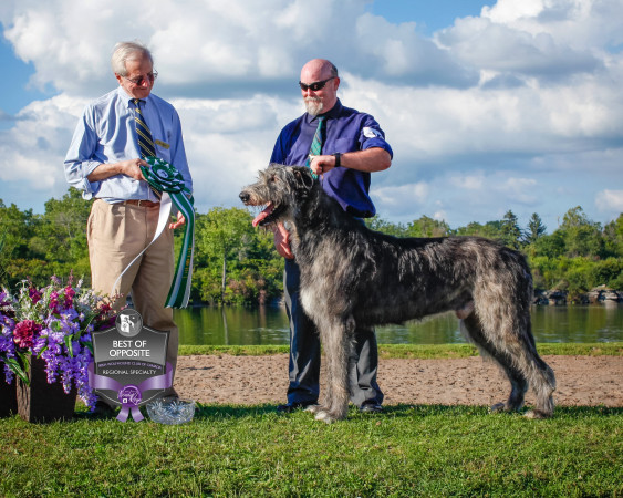 "47th Annual National and the Ontario Regional Specialties "  by Alex Riva published  in Irish Wolfhound World Magazine