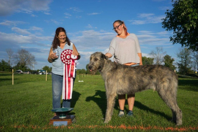 "47th Annual National and the Ontario Regional Specialties "  by Alex Riva published  in Irish Wolfhound World Magazine