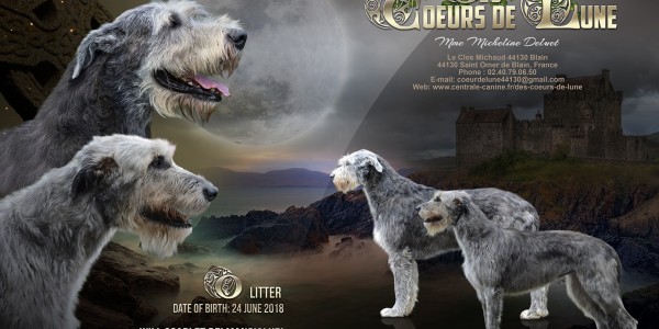 Advertising  "Dess Coeurs de Lune" new litter
