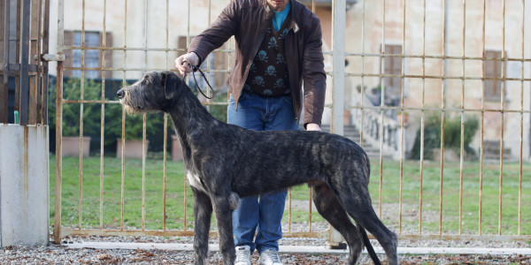 𝐀𝐫𝐤𝐡𝐚𝐦 𝐈𝐍𝐅𝐄𝐑𝐍𝐎 aka 𝐴𝑛𝑛𝑖𝑏𝑎𝑙𝑒