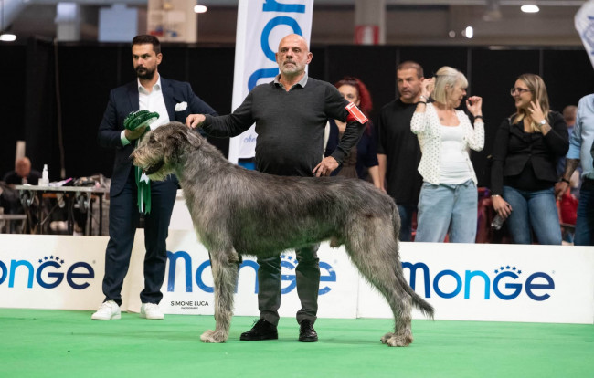 🇮🇹  NDS  CREMONA 𝓐𝓻𝓴𝓱𝓪𝓶 Abra Kadabra BEST IN SHOW 2nd