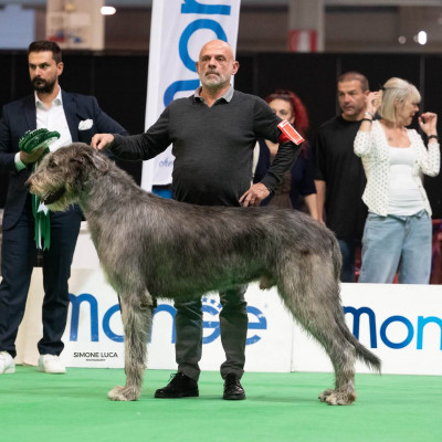 🇮🇹  NDS  CREMONA 𝓐𝓻𝓴𝓱𝓪𝓶 Abra Kadabra BEST IN SHOW 2nd