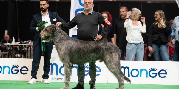 🇮🇹  NDS  CREMONA 𝓐𝓻𝓴𝓱𝓪𝓶 Abra Kadabra BEST IN SHOW 2nd