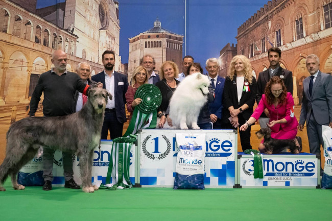 🇮🇹  NDS  CREMONA 𝓐𝓻𝓴𝓱𝓪𝓶 Abra Kadabra BEST IN SHOW 2nd