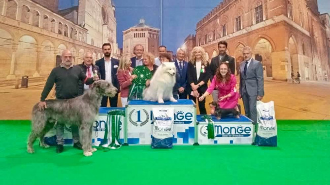 🇮🇹  NDS  CREMONA 𝓐𝓻𝓴𝓱𝓪𝓶 Abra Kadabra BEST IN SHOW 2nd